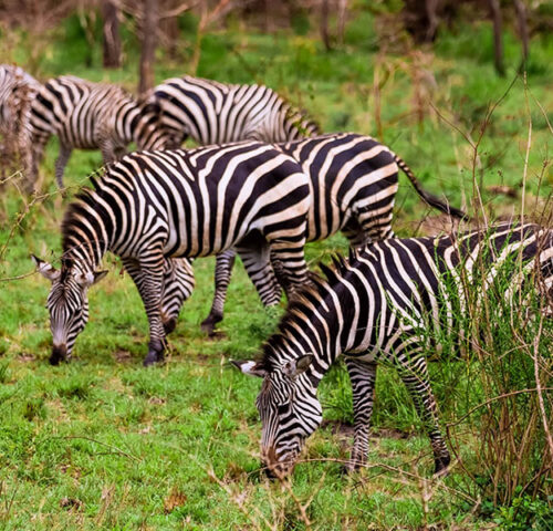 3 Days Akagera National Park Wildlife Safari