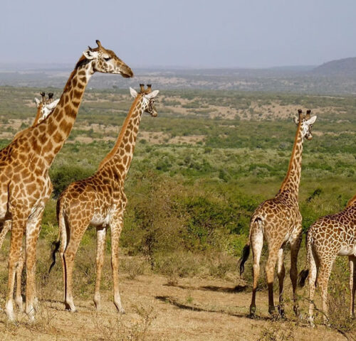 6 Days Wildlife Safari Adventure in Kenya