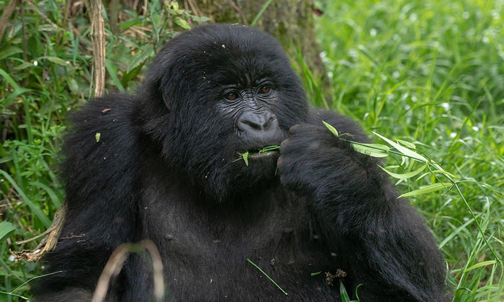 4 Days Gorilla Trekking and Lake Bunyonyi Tour