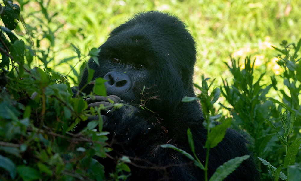10 Days Exploring the best of Uganda Wildlife Safari