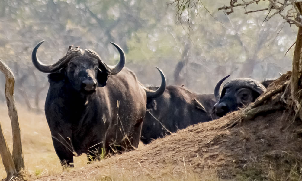7 Days Luxury Wildlife Safari Tour in Rwanda