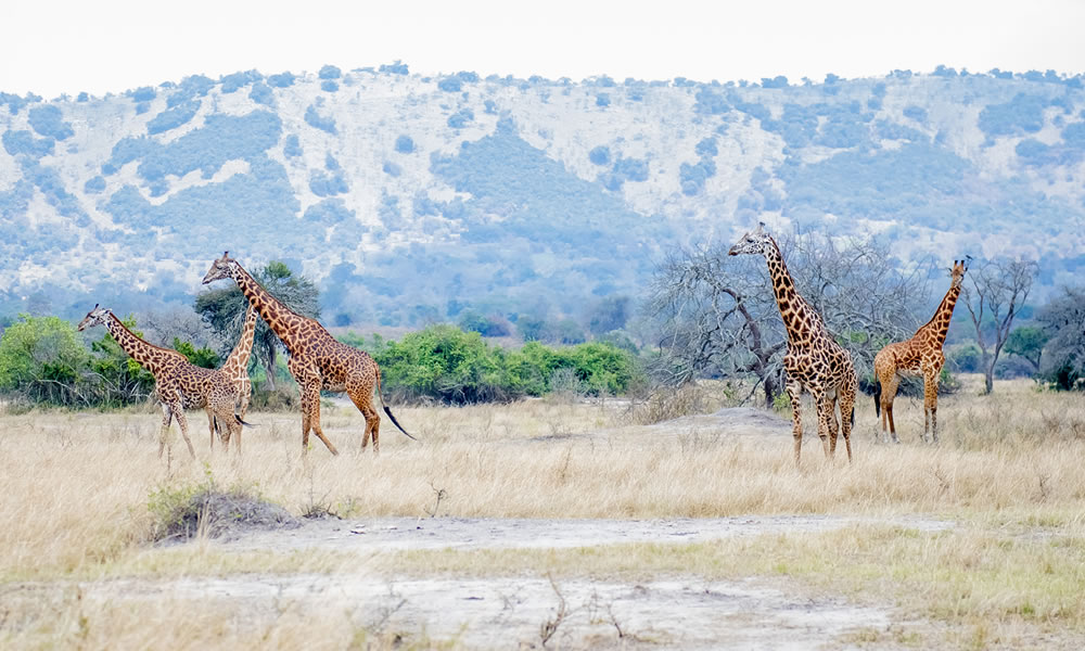 8 Days Discovering Rwanda Wildlife Safari