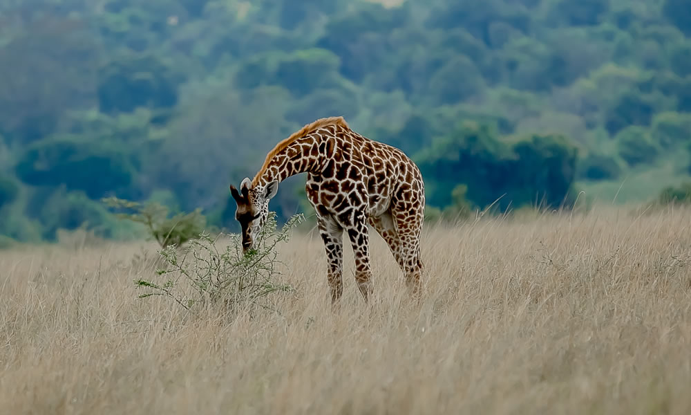 9 Days Around Rwanda Luxury Safari Tour