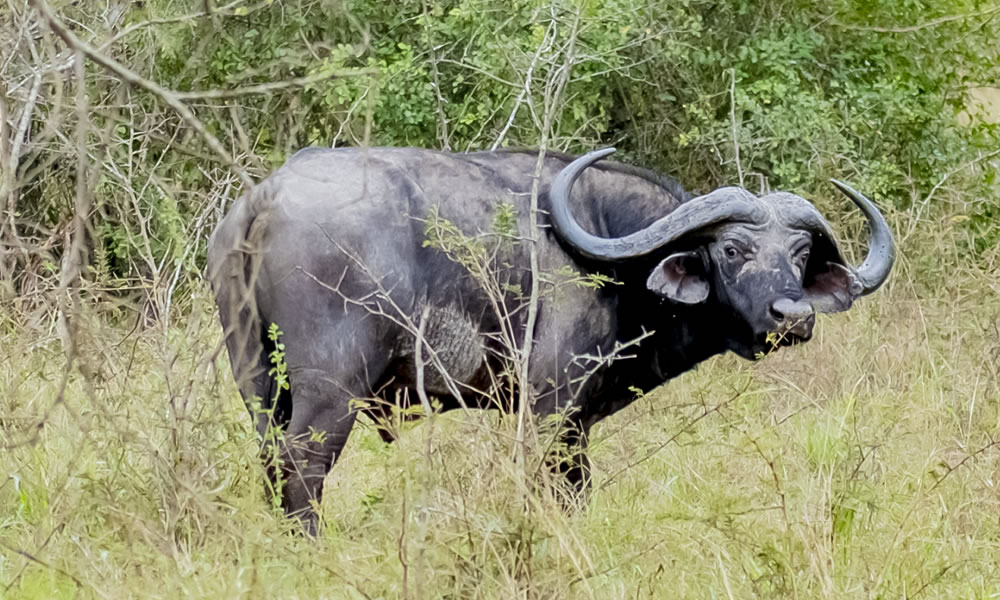 9 Days Luxury Honeymoon Rwanda Tour