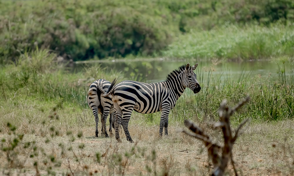 3 Days Rwanda Luxury Safari to Akagera National Park