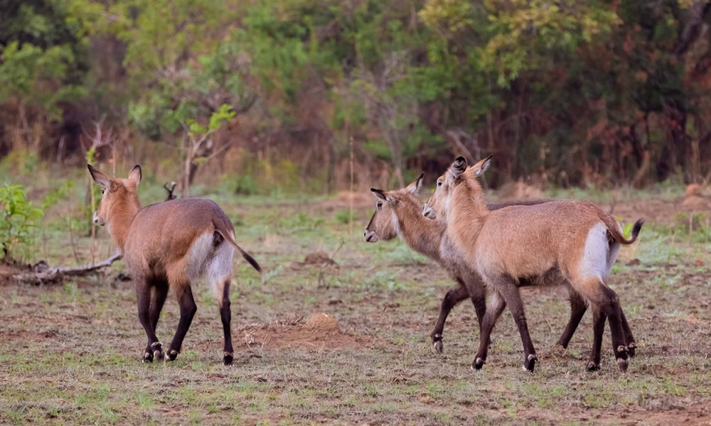 9 Days Family Safari Adventure in Rwanda