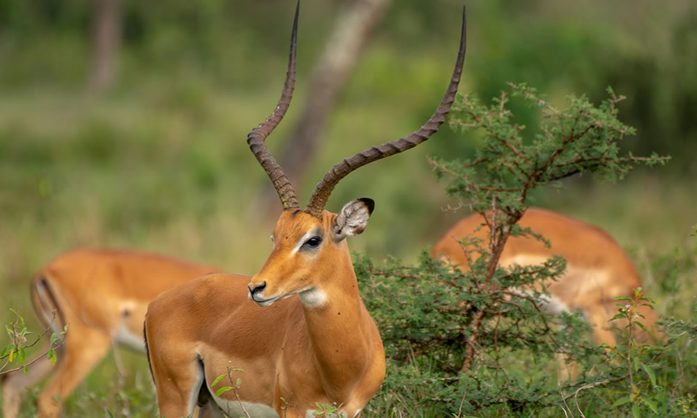 10 Days Pure African Wildlife Safari in Uganda
