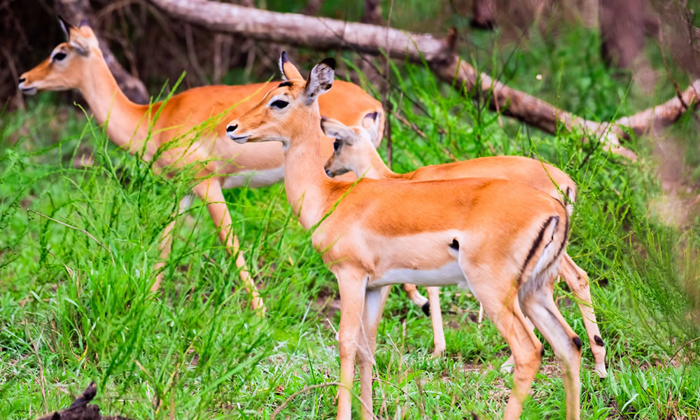 5 Days Wildlife Safari Tour in Rwanda