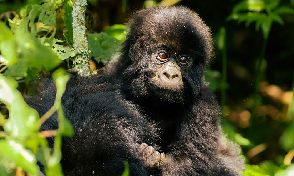 3 Day Gorilla Trekking Rwanda Luxury Safari