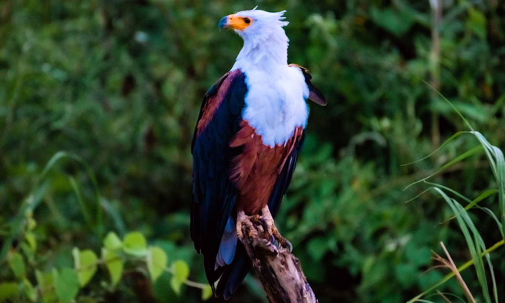 1 Day Bird Watching Safari in Akagera National Park