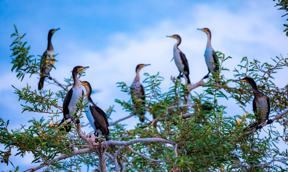 7 Days Birding and Boat Cruise Rwanda Tour