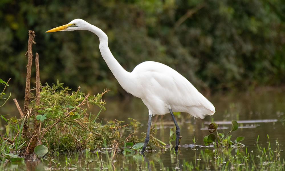8 Days Birding Safari in Uganda