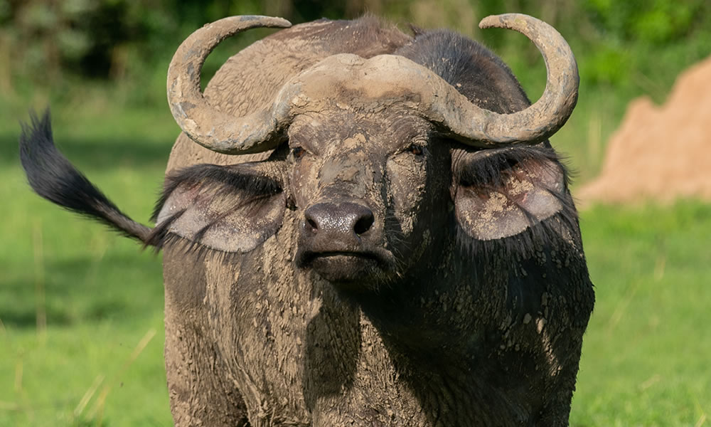 9 Days Uganda Big 5 and Primate Tracking Safari