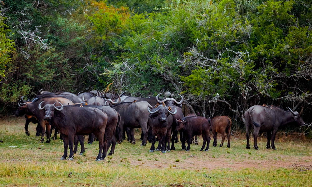 4 Days Rwanda Safari to Akagera National Park