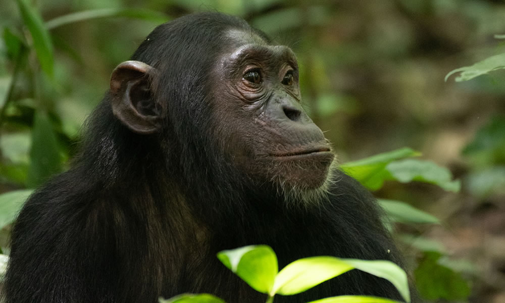 2 Days Chimpanzee Tracking Tour in Kibale Forest