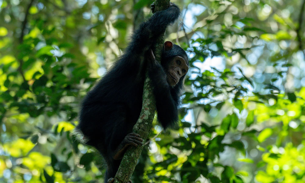 10 Days Uganda Wildlife and Chimpanzee Tracking Tour