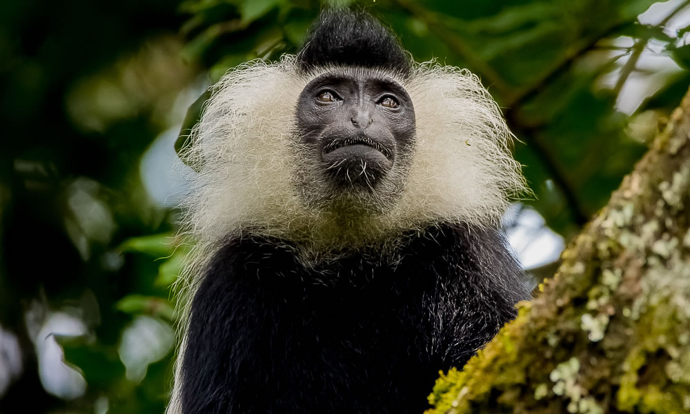 4 Days Chimpanzees and Colobus Monkeys Rwanda Tour