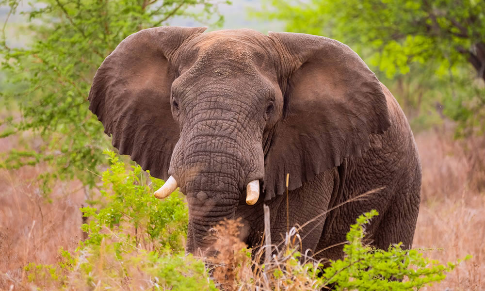 4 Days Rwanda Wildlife Safari Adventure