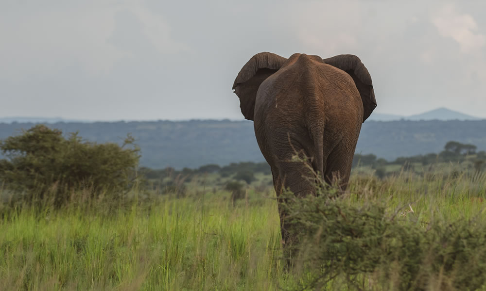 5 Days Luxury Wildlife Safari in Uganda
