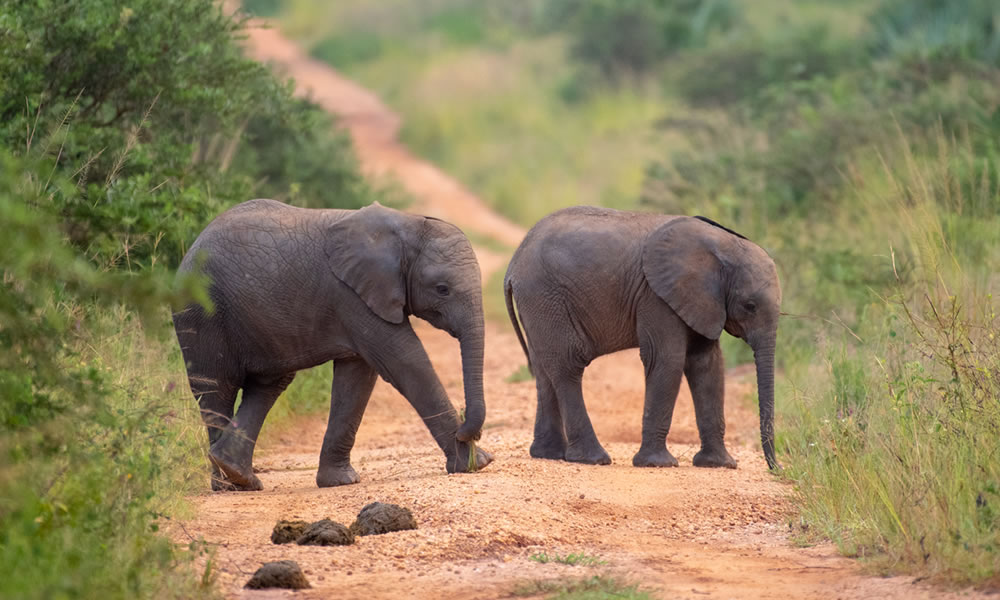 2 Days Murchison Falls National Park Tour