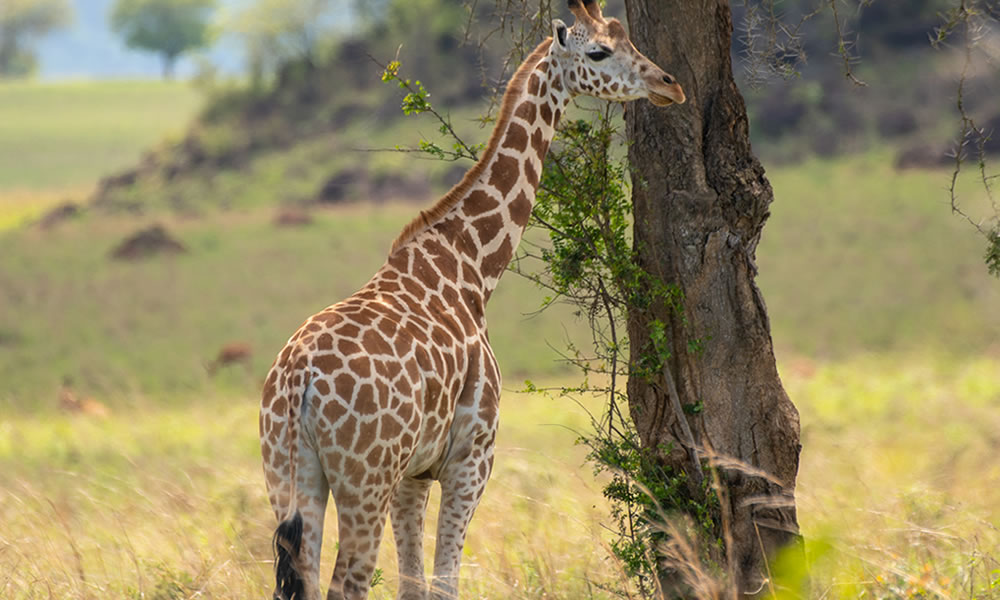 14 Days Complete Uganda Luxury Wildlife Safari