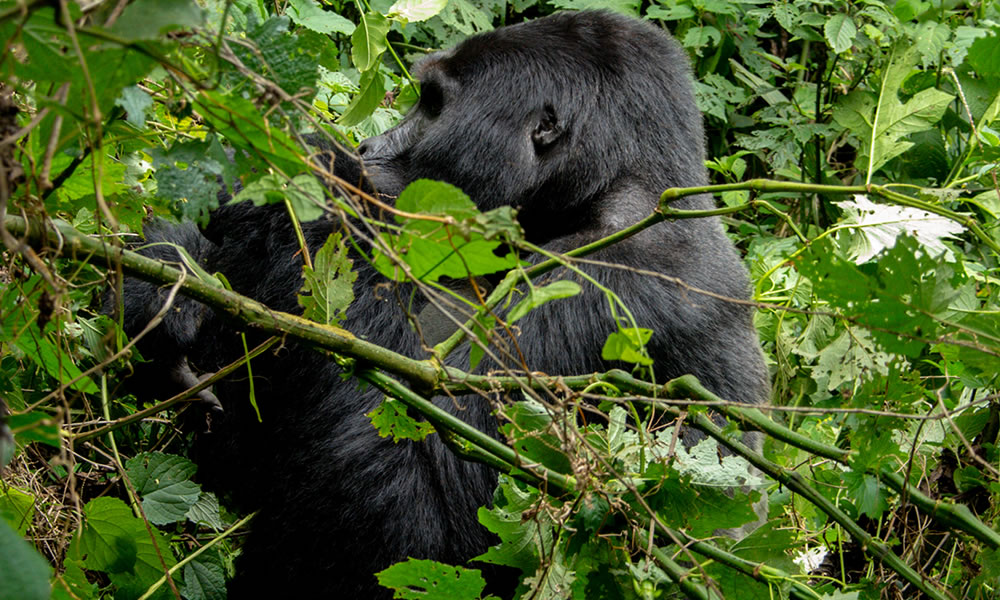 8 Days Uganda Wildlife and Primate Tracking Tour