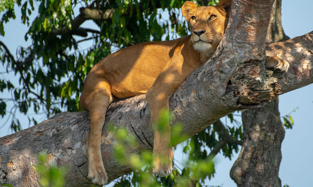 5 Days Gorilla Trekking and Queen Elizabeth Tour