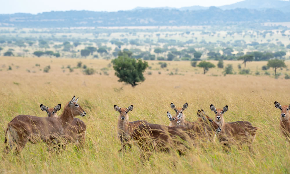 4 Days Kidepo Valley National Park Safari