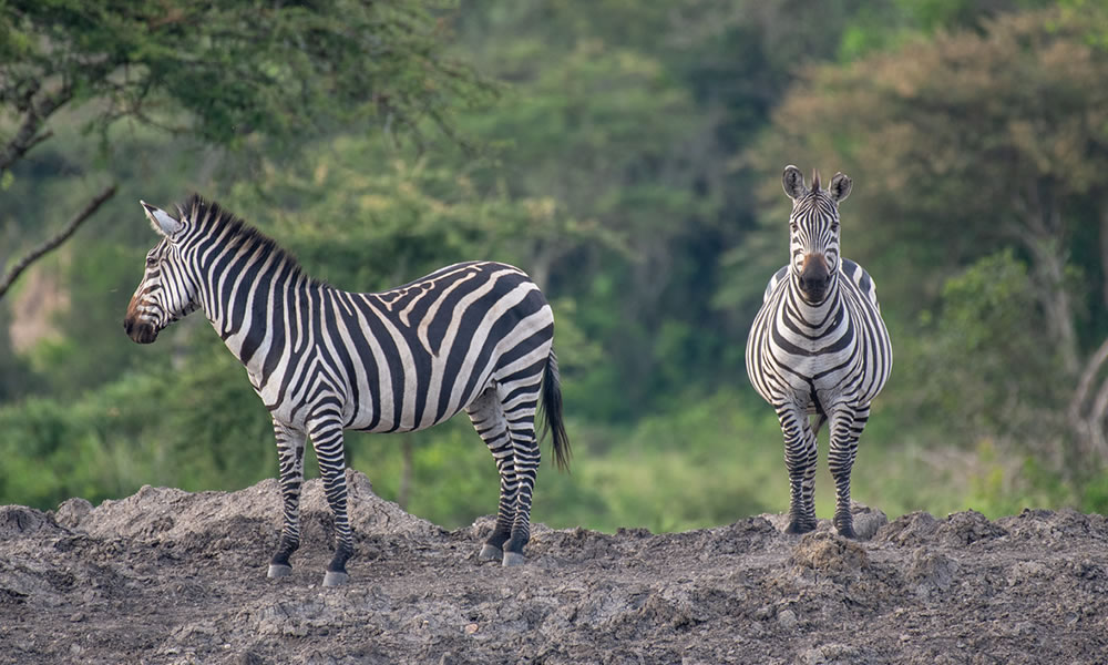 1 Day Uganda Safari to Lake Mburo National Park