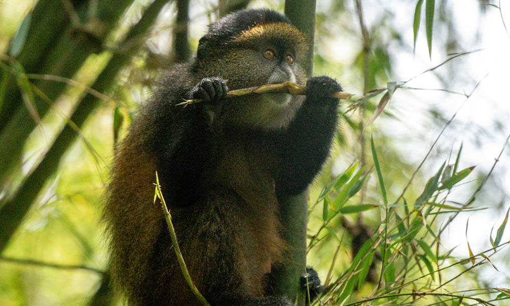 5 Days Uganda Gorillas and Golden Monkeys Tracking Tour
