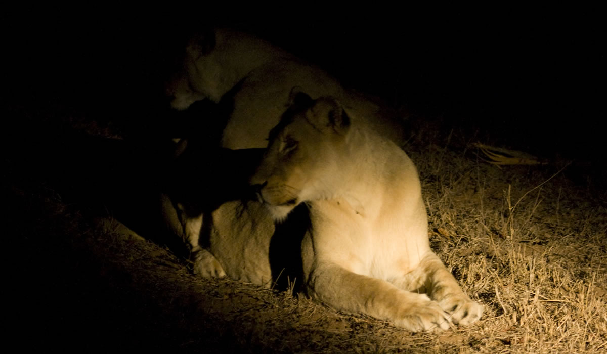Night Game Drives in Akagera National Park