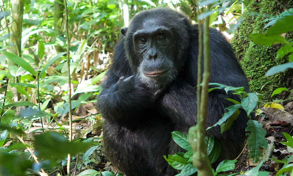 5 Days Rwanda Chimpanzee Tracking and Karisimbi Hike