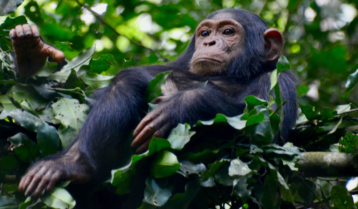 Chimpanzee Tracking in Nyungwe Forest National Park