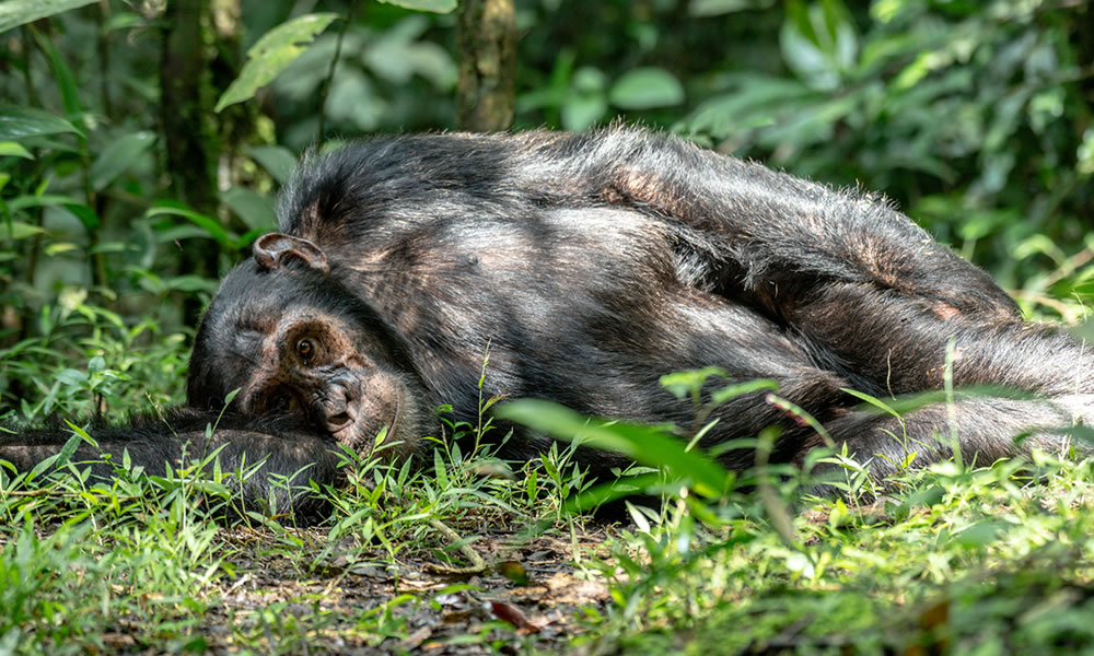 5 Days Murchison Falls and Kibale Chimpanzee Safari