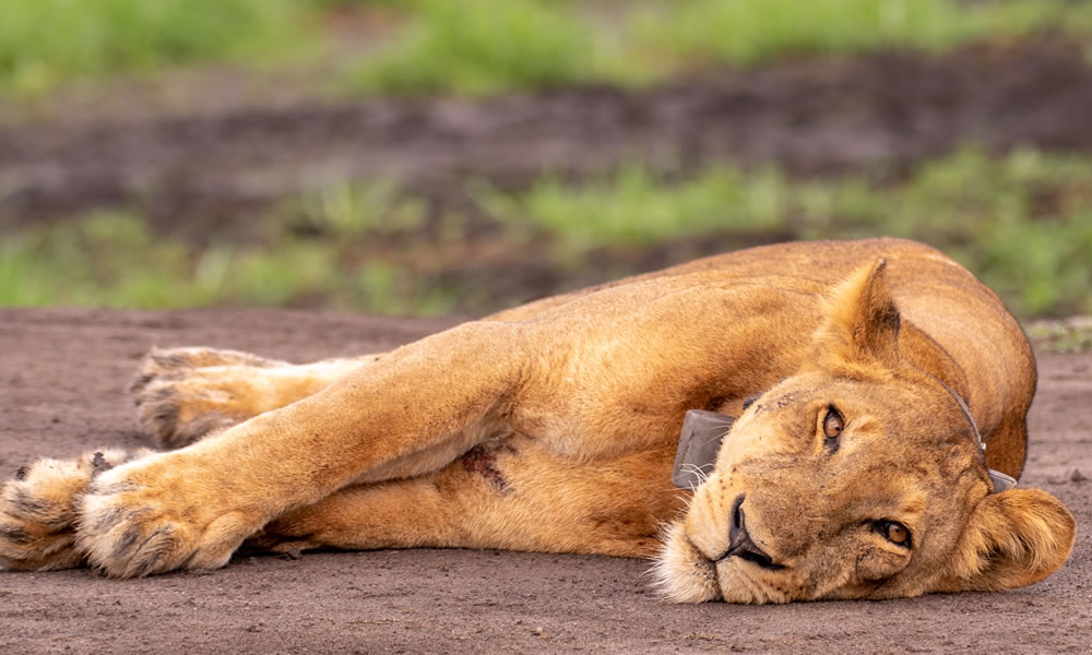 9 Days Kibale, Queen Elizabeth and Bwindi Tour