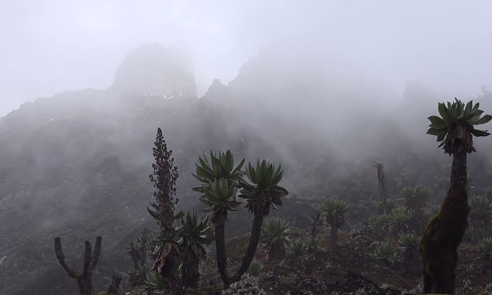 9 Days Rwenzori Mountain Hiking Tour in Uganda