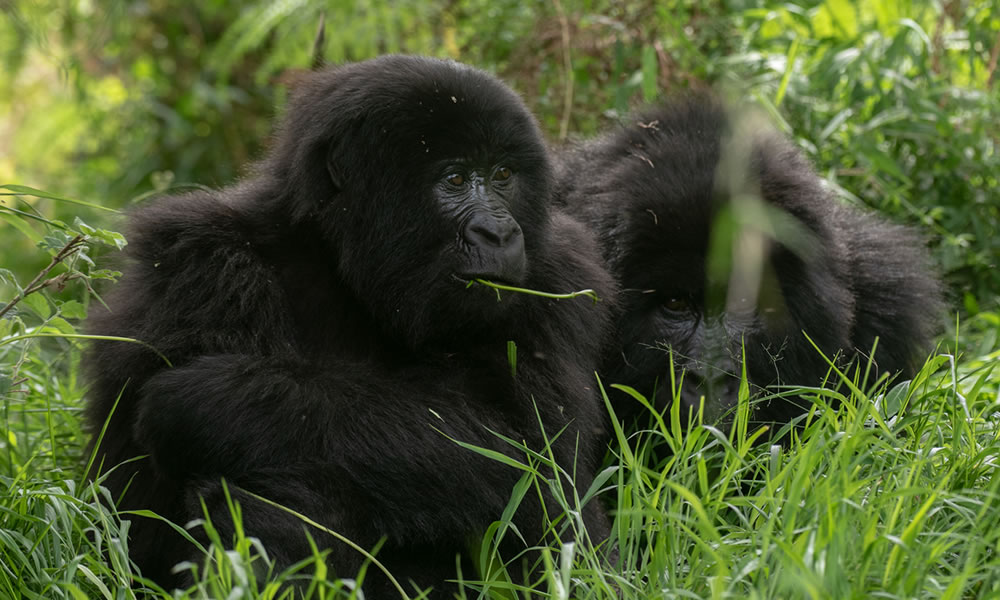 7 Days Wildlife and Primate Tracking Uganda Safari