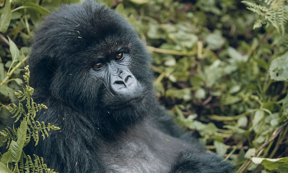 14 Days Classic Wildlife Safari Adventure in Rwanda