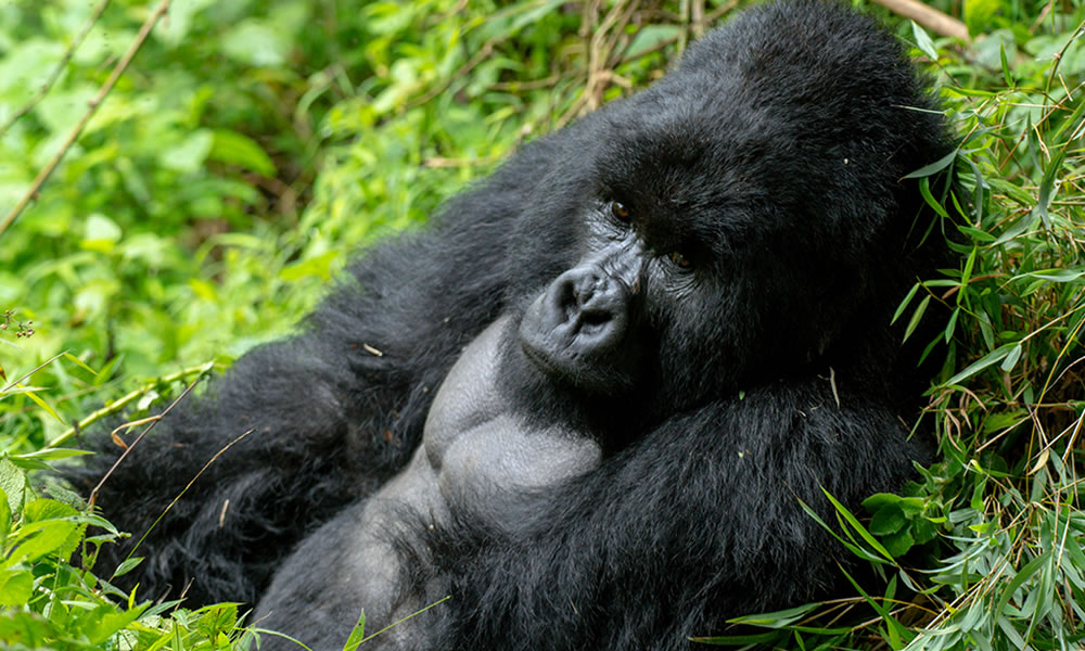4 Days Bwindi Gorillas and Lake Bunyonyi Tour