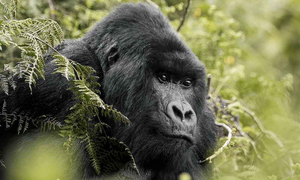 2 Days Volcanoes National Park Tour