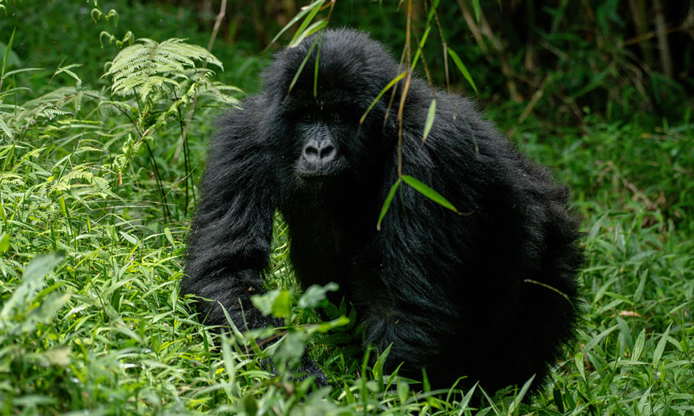 3 Days Uganda Gorilla Trekking Tour in Mgahinga