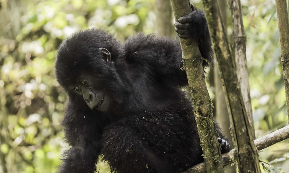10 Days Uganda Gorillas, Birding and Wildlife Safari