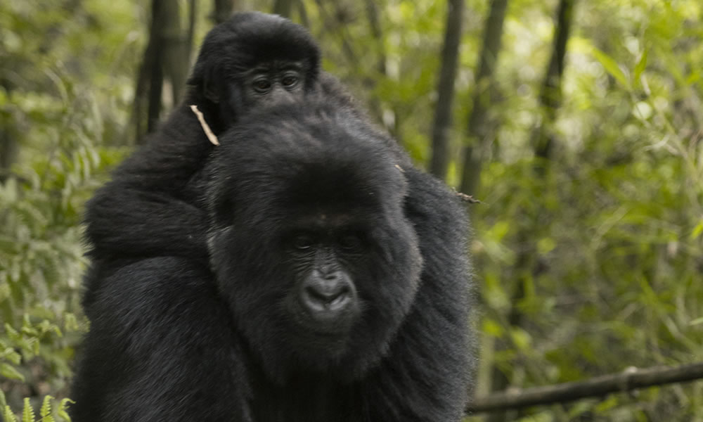 3 Days Gorillas and Golden Monkeys Tracking Rwanda Tour