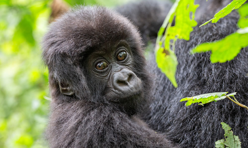 4 Days Double Gorilla Trekking Tour in Rwanda