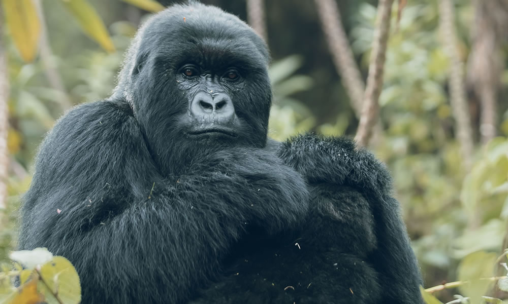 10 Days Rwanda Primates and Wildlife Safari