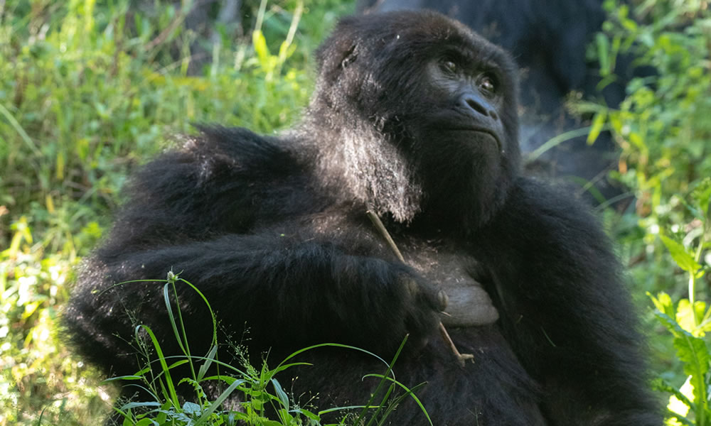 6 Days Uganda Chimpanzees and Gorilla Trekking Tour