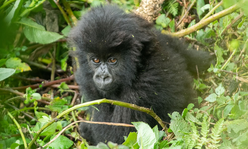 12 Days Around Rwanda Wildlife Safari