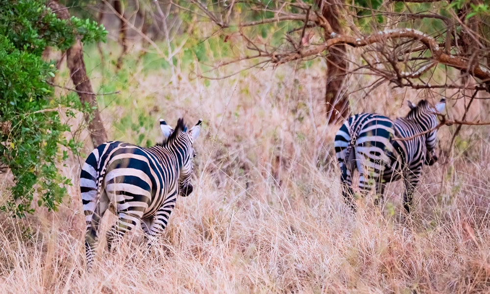5 Days Gishwati Mukura and Akagera National Park Safari